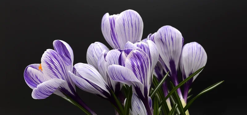 Les meilleures plantes pour débuter (et celles à éviter)